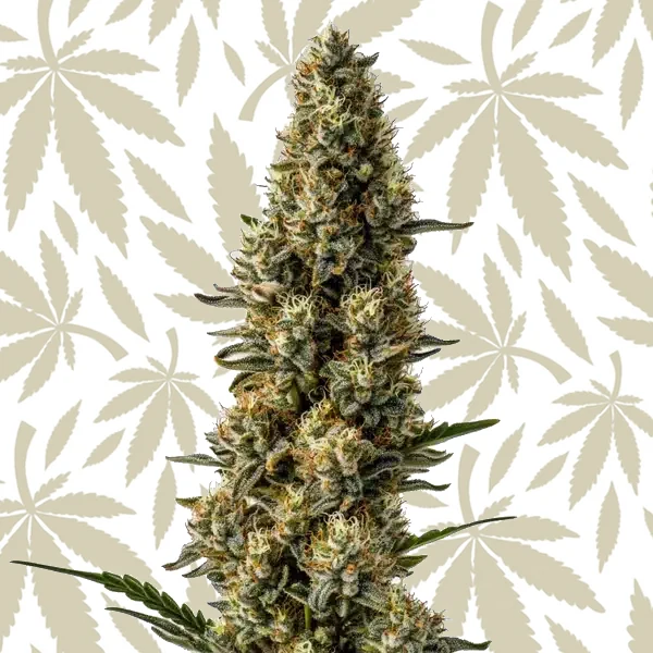 CBD Strawberry (1:15) cannabis strain plant