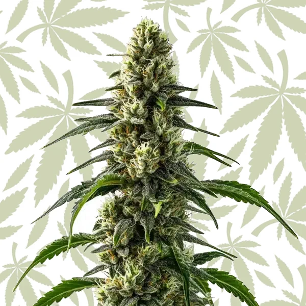CBD Strawberry (1:25) cannabis strain plant