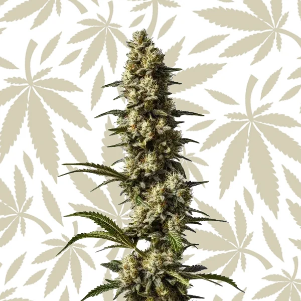 CBD Strawberry Cake cannabis strain plant