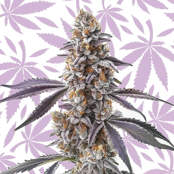 CBD Sugar 1:25 cannabis strain plant