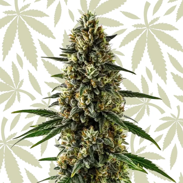 CBD Super Kush (1:15) cannabis strain plant