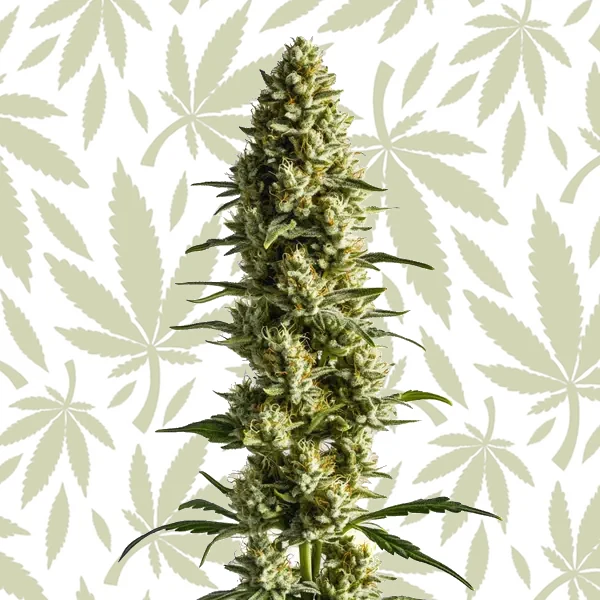 CBD Super Kush (1:25) cannabis strain plant