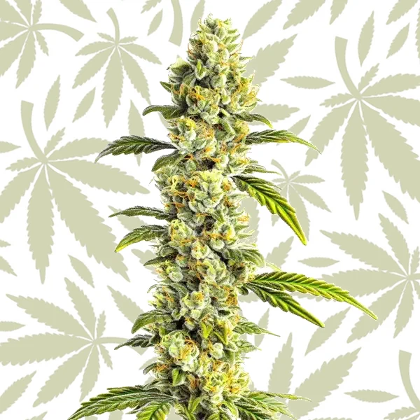 CBD Super Silver (1:1) cannabis strain plant
