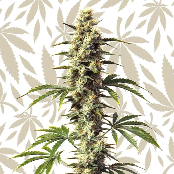 CBD Supreme Durban cannabis strain plant