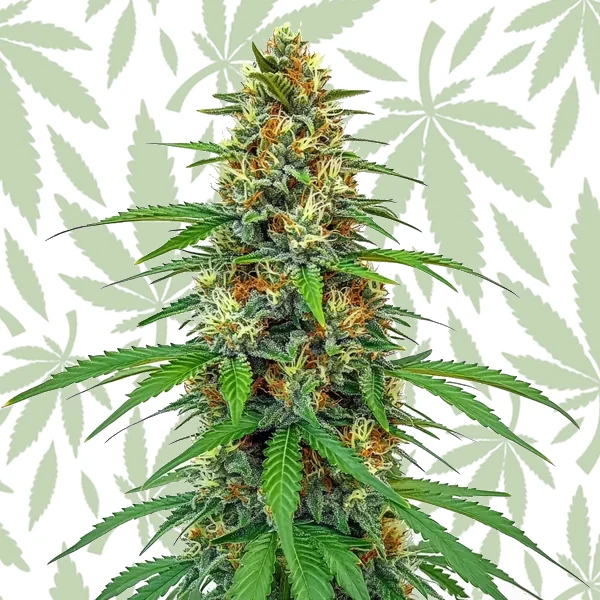 CBD Tangie (1:15) cannabis strain plant