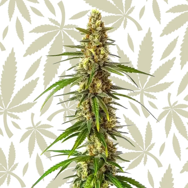 CBD Therapy cannabis strain plant