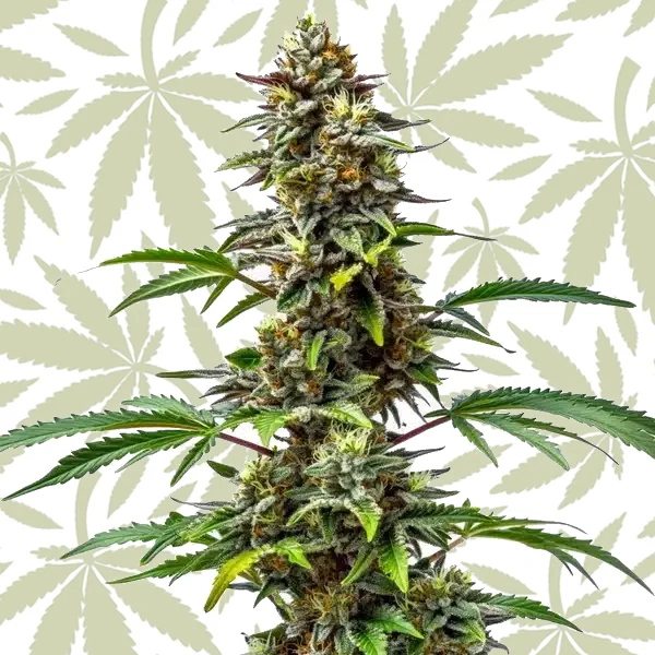 CBD Tutti Frutti (1:15) cannabis strain plant