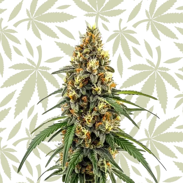 CBD Very Cherry Berry cannabis strain plant