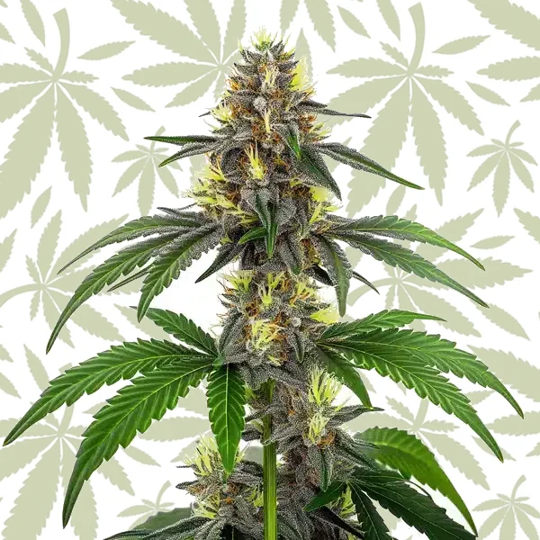 CBD White Widow (1:1) cannabis strain plant