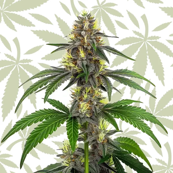 White Widow CBD (1:10) cannabis strain plant