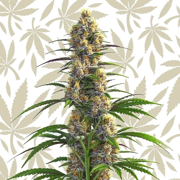 CBD Zenergy cannabis strain plant