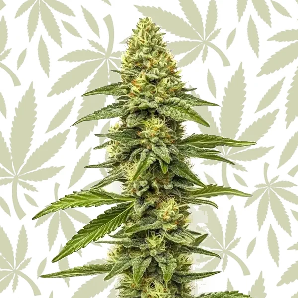 CBD Zero cannabis strain plant