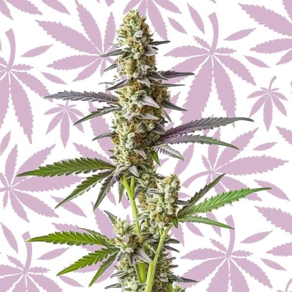 Cement Shoe x Rainbow Regular cannabis strain plant