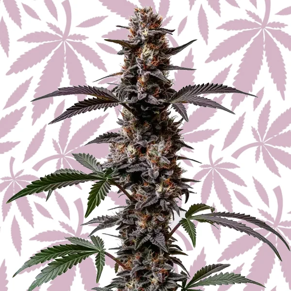 Cement Shoes Regular cannabis strain plant