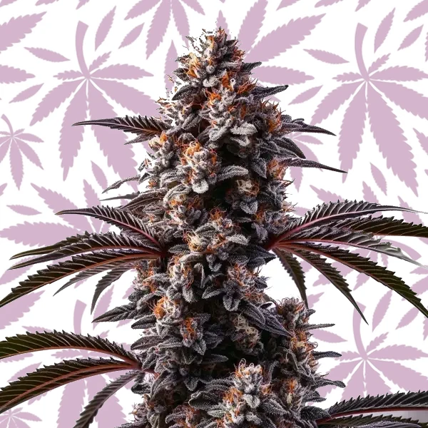 Cement Shoes cannabis strain plant