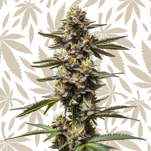 Cereal Milk cannabis strain plant