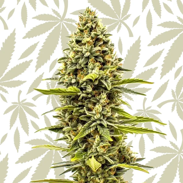 Cheese Auto cannabis strain plant