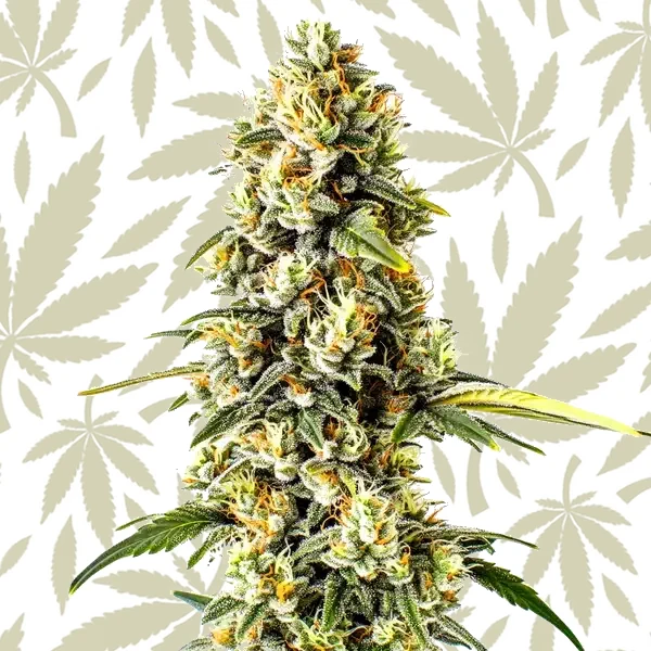 Cheese Cookies cannabis strain plant