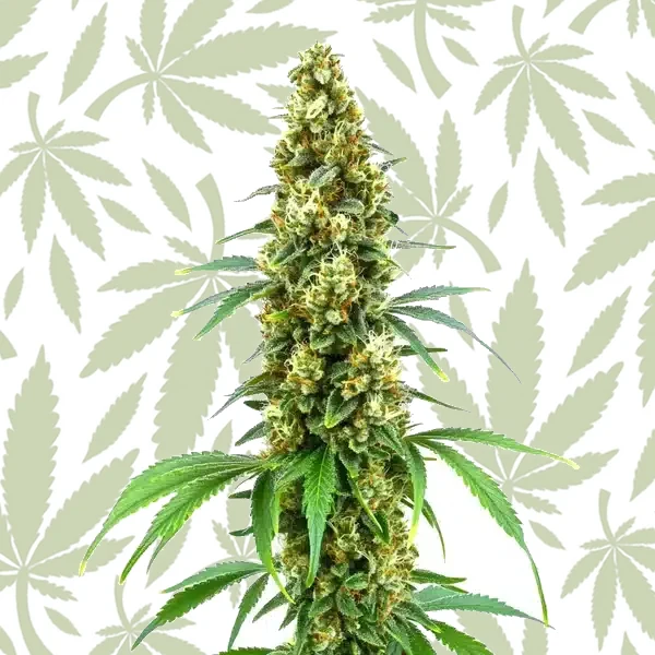 Cheese Diesel cannabis strain plant