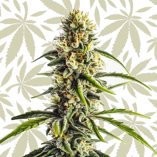 Cheese Lemon Regular cannabis strain plant