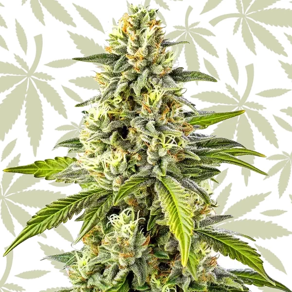 Cheese cannabis strain plant