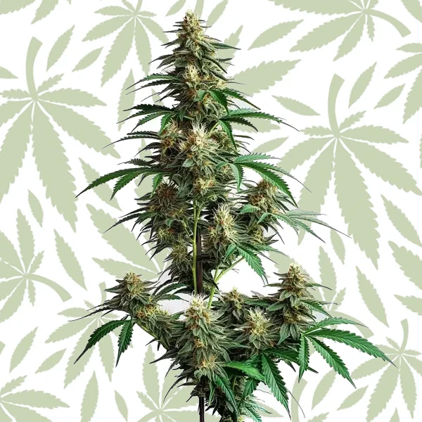 CheeseCake Auto cannabis strain plant
