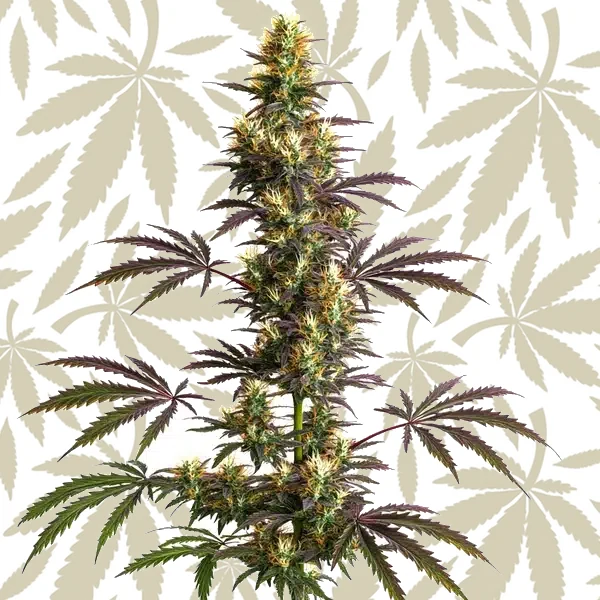 CheeseCake Gelato Auto cannabis strain plant