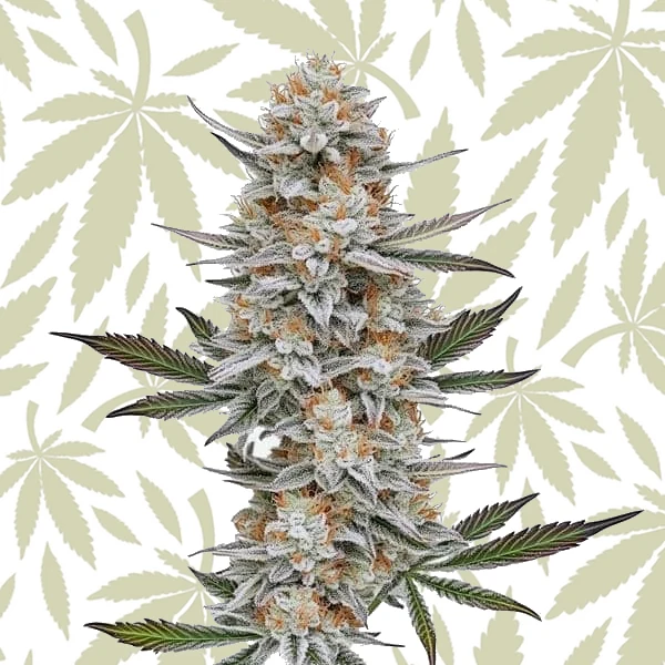Chemdog #4 cannabis strain plant