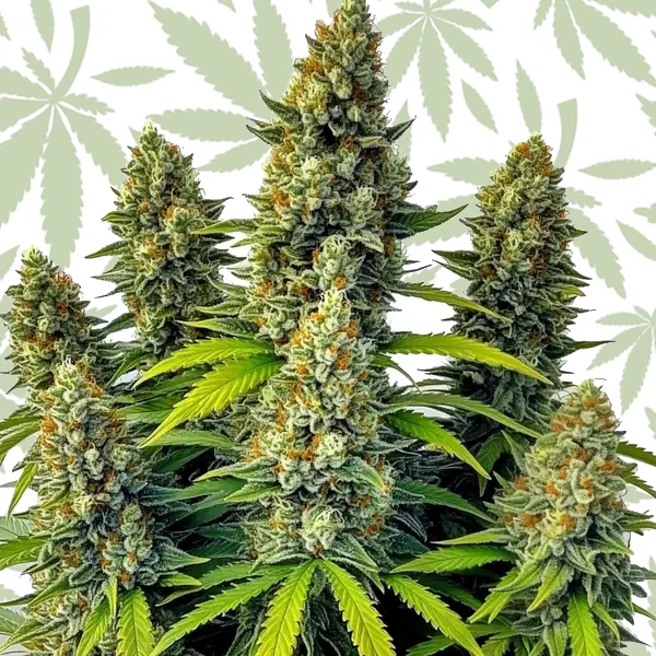 Chemdog Auto cannabis strain plant