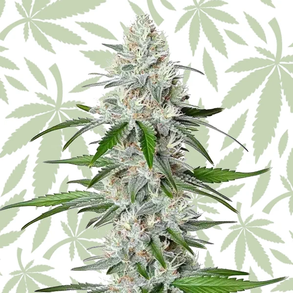 Chemdog Fast Version cannabis strain plant