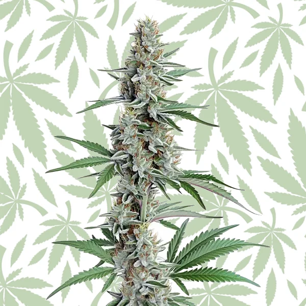 Chemdog Regular cannabis strain plant