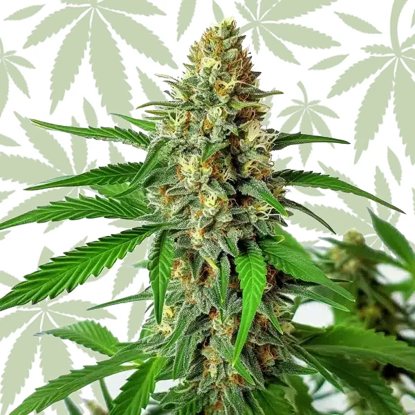 Cherry Ak Auto cannabis strain plant