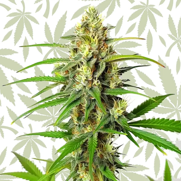 Cherry Ak Fast Version cannabis strain plant