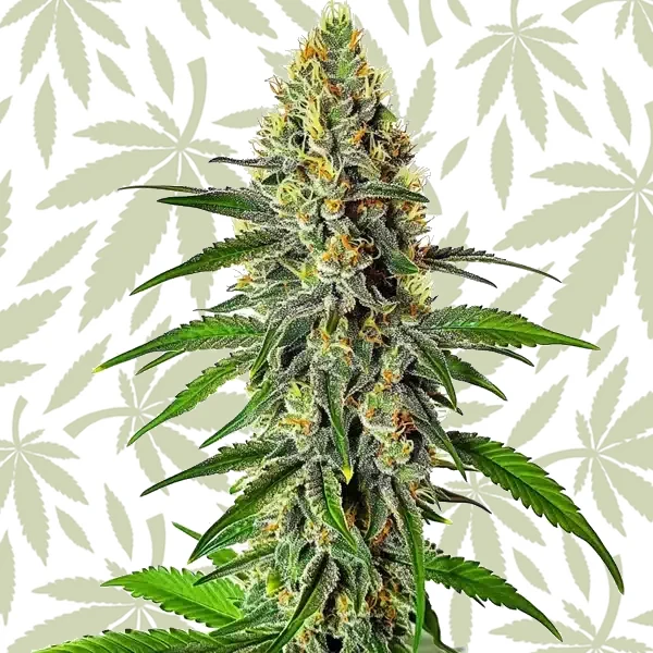 Cherry AK cannabis strain plant