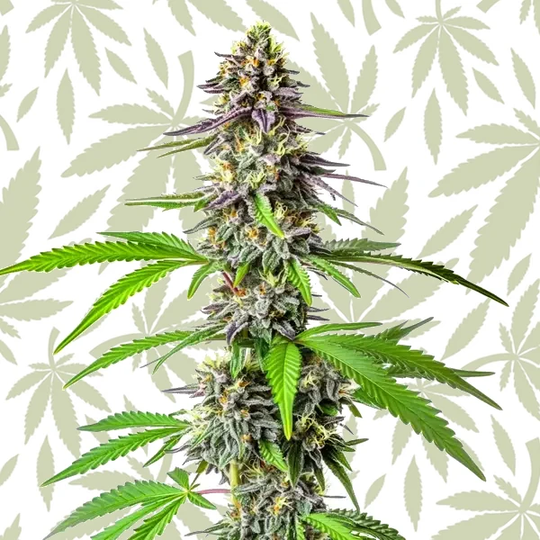 Cherry Alien Auto cannabis strain plant