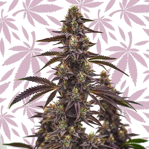 Cherry Pie Autoflower cannabis strain plant