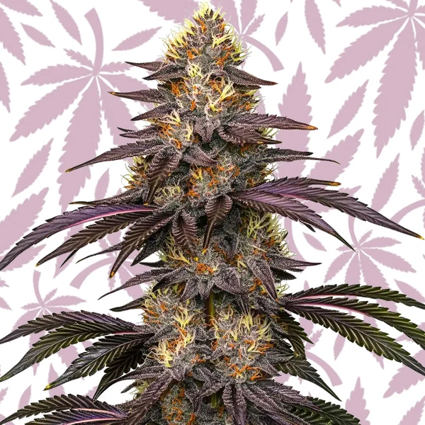 Cherry Pie OG cannabis strain plant
