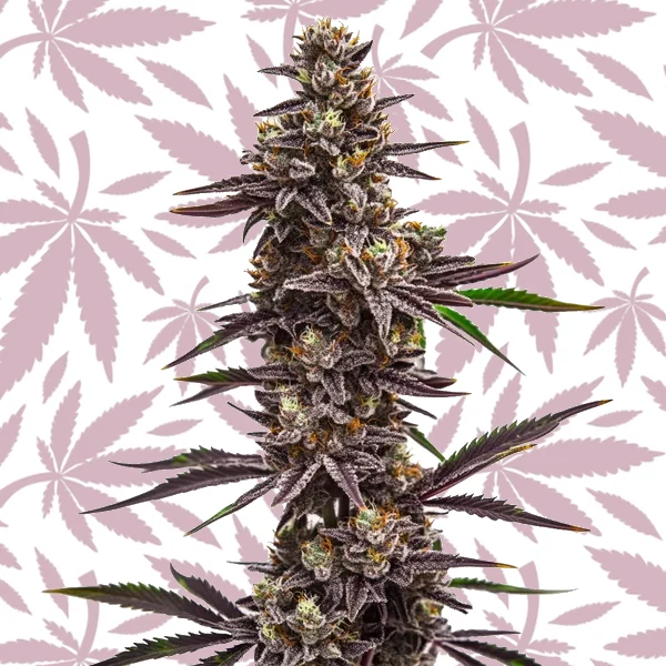 Cherry Pie cannabis strain plant