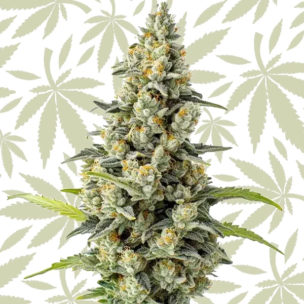 Chocolate Fondue cannabis strain plant