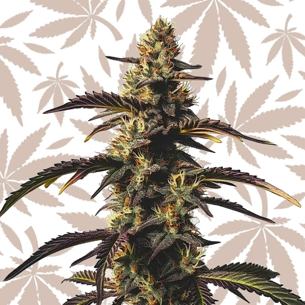 Chocolate Mint OG cannabis strain plant