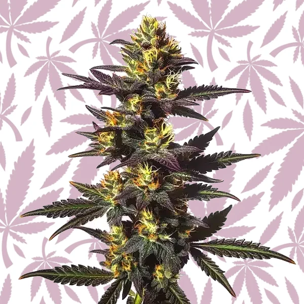 Chocolate Mint Regular cannabis strain plant