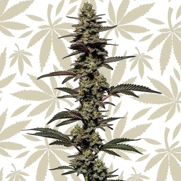Chocolate Thai Autoflower cannabis strain plant