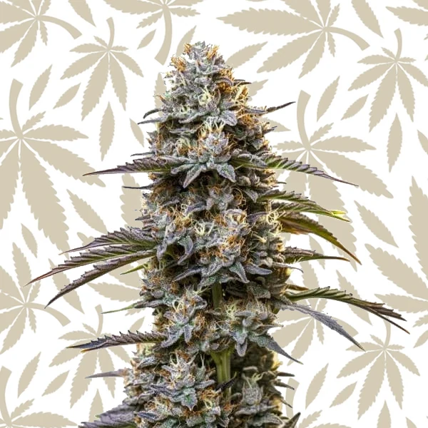 Chocolate Thai cannabis strain plant