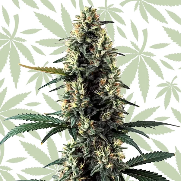 Chocolope Auto cannabis strain plant