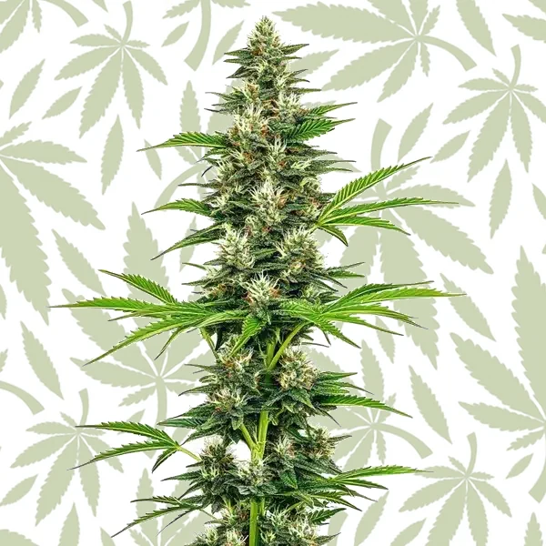 Chocolope Candy Regular cannabis strain plant