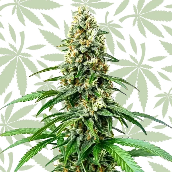 Chocolope Kush Regular cannabis strain plant