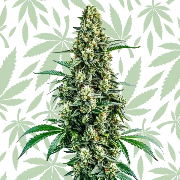 Chocolope Regular cannabis strain plant