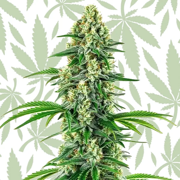 Chocolope x Candy cannabis strain plant