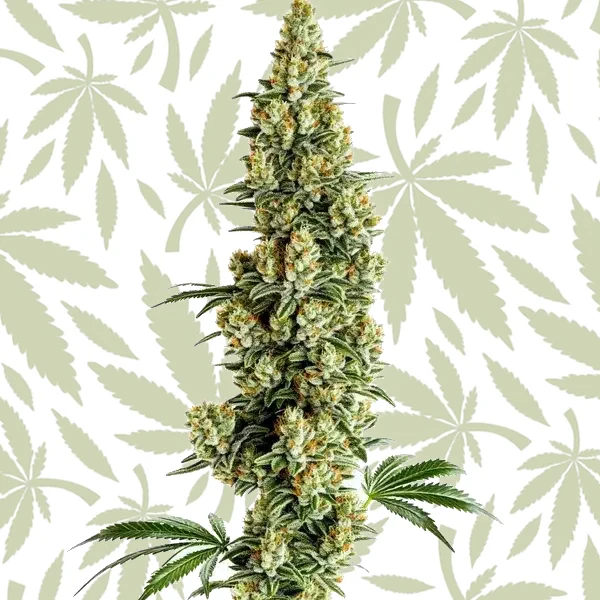 Chocolopez Fast Version cannabis strain plant