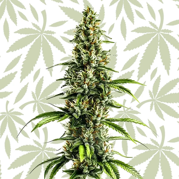 Chocolopez cannabis strain plant
